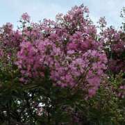 ヒメ日記 2025/08/15 16:05 投稿 さつき 完熟ばなな新宿