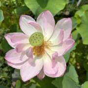 ヒメ日記 2025/08/22 15:35 投稿 さつき 完熟ばなな新宿