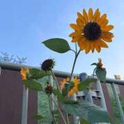 ヒメ日記 2025/08/28 17:45 投稿 さつき 完熟ばなな新宿