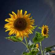 ヒメ日記 2025/09/14 18:25 投稿 さつき 完熟ばなな新宿