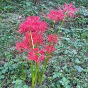 ヒメ日記 2025/09/30 17:45 投稿 さつき 完熟ばなな新宿