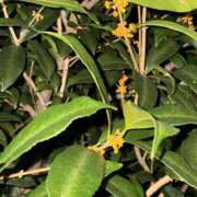 ヒメ日記 2025/10/19 18:05 投稿 さつき 完熟ばなな新宿