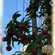 さつき 街路樹 完熟ばなな新宿