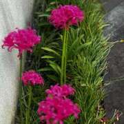 ヒメ日記 2025/12/13 14:30 投稿 みなと ダイスキ