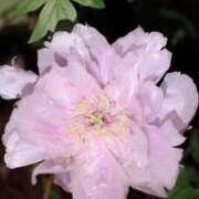 いちか★ 牡丹.いちか 阿AUN呍(あうん)