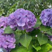 ヒメ日記 2025/06/23 17:48 投稿 わこ 京都回春性感マッサージ倶楽部