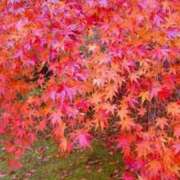 ちゃい ありがとうございました♡ 成田富里インターちゃんこ