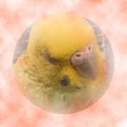 ヒメ日記 2025/11/06 09:57 投稿 あずさ 大塚 虹いろ回春