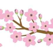 ヒメ日記 2026/04/09 11:26 投稿 鳴門 熟女の風俗最終章 新横浜店