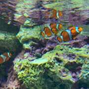 ヒメ日記 2025/06/18 03:37 投稿 うみ リニューアル