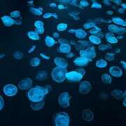 ヒメ日記 2025/07/22 03:23 投稿 うみ リニューアル