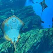 ヒメ日記 2025/10/17 04:28 投稿 うみ リニューアル