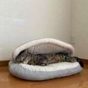 ヒメ日記 2026/03/03 16:45 投稿 うみ リニューアル