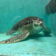 ヒメ日記 2026/03/25 23:23 投稿 うみ リニューアル