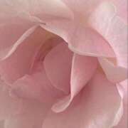 ヒメ日記 2025/09/15 12:23 投稿 あいり 横浜しこたまクリニック