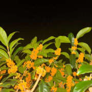 ヒメ日記 2025/10/24 14:58 投稿 むに クラブハート