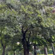 ヒメ日記 2025/05/30 12:31 投稿 柊月帆 プレジデントハウス