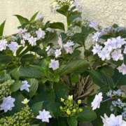 ヒメ日記 2025/06/05 14:59 投稿 柊月帆 プレジデントハウス