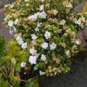 ヒメ日記 2025/06/24 15:47 投稿 柊月帆 プレジデントハウス