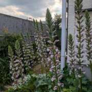 ヒメ日記 2025/07/04 14:35 投稿 柊月帆 プレジデントハウス