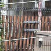 ヒメ日記 2025/07/08 13:24 投稿 柊月帆 プレジデントハウス