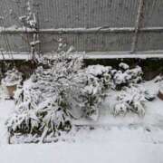 ヒメ日記 2026/02/08 09:49 投稿 柊月帆 プレジデントハウス