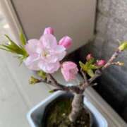 ヒメ日記 2026/04/17 22:48 投稿 柊月帆 プレジデントハウス