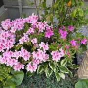 柊月帆 明日は出勤！ プレジデントハウス