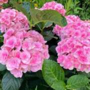 ヒメ日記 2025/07/31 20:47 投稿 まひろ しろうとCollection