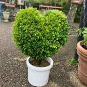 ヒメ日記 2025/08/02 14:17 投稿 まひろ しろうとCollection