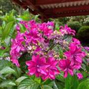 ヒメ日記 2025/08/02 14:37 投稿 まひろ しろうとCollection