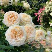 ヒメ日記 2025/08/03 18:57 投稿 まひろ しろうとCollection