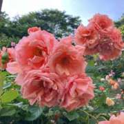 ヒメ日記 2025/08/09 14:27 投稿 まひろ しろうとCollection