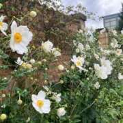 ヒメ日記 2025/09/23 20:27 投稿 まひろ しろうとCollection