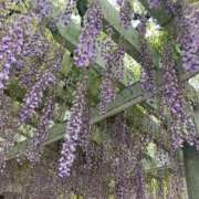 ヒメ日記 2025/09/23 22:17 投稿 まひろ しろうとCollection