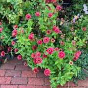 ヒメ日記 2025/09/23 22:22 投稿 まひろ しろうとCollection