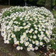 ヒメ日記 2025/09/27 01:17 投稿 まひろ しろうとCollection