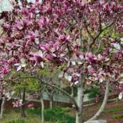 ヒメ日記 2025/09/27 01:42 投稿 まひろ しろうとCollection