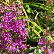 ヒメ日記 2025/09/28 20:37 投稿 まひろ しろうとCollection