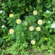 ヒメ日記 2025/09/28 20:50 投稿 まひろ しろうとCollection