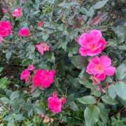 ヒメ日記 2025/10/04 20:57 投稿 まひろ しろうとCollection