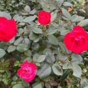 ヒメ日記 2025/10/04 22:47 投稿 まひろ しろうとCollection