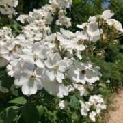 まひろ ご自宅 本指名のお客様へ🫶 しろうとCollection