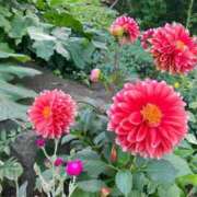 まひろ クージー 新規指名60分のお客様へ🫶 しろうとCollection