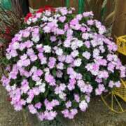 まひろ パルクス406 新規指名のお客様へ🫶 しろうとCollection