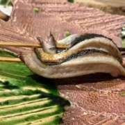 ヒメ日記 2026/01/16 10:32 投稿 ひびき SOAPLAND LOVE FACTORY