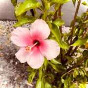 岡野 かおり 今週の出勤♡ Mrs. Dandy Haneda