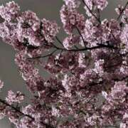 岡野 かおり 今夜は28:00まで♡ Mrs.Dandy Ueno