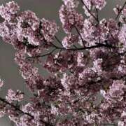 ヒメ日記 2026/02/26 21:09 投稿 岡野かおり Mrs.Dandy Kinshicho