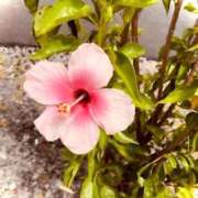 ヒメ日記 2026/03/16 22:11 投稿 岡野かおり Mrs. Dandy shinagawa